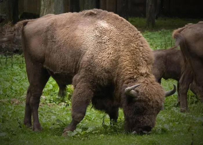 Morskie Ogrody ポビエロボ